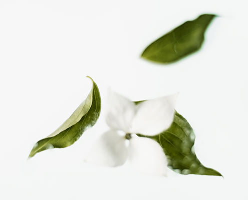 Tovalloletes aromàtiques Green tea fragrance