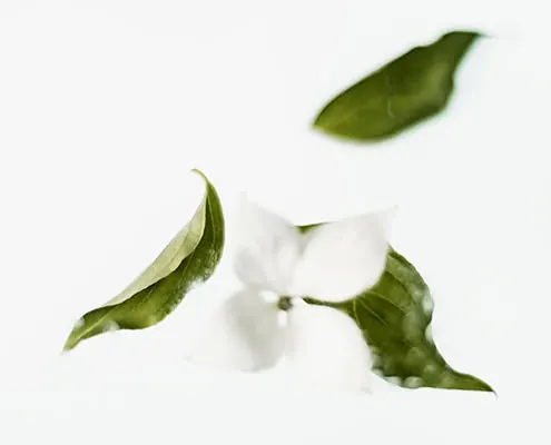 Toallitas aromáticas Green tea fragrance