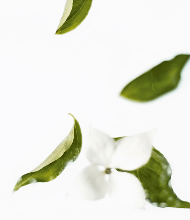 Col·lecció de tovalloletes aromàtiques Green tea fragrance