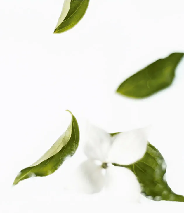 Colección de toallitas aromáticas Green tea fragrance